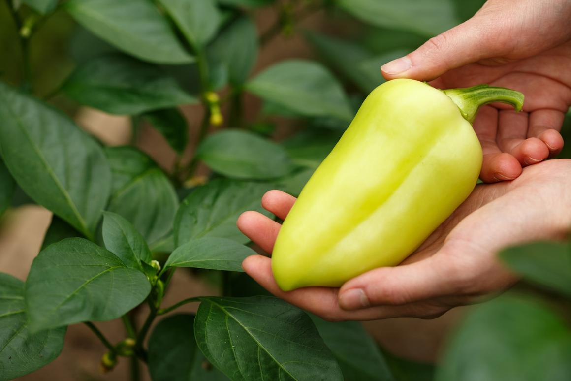Mein Gemüsegarten: Peperoni