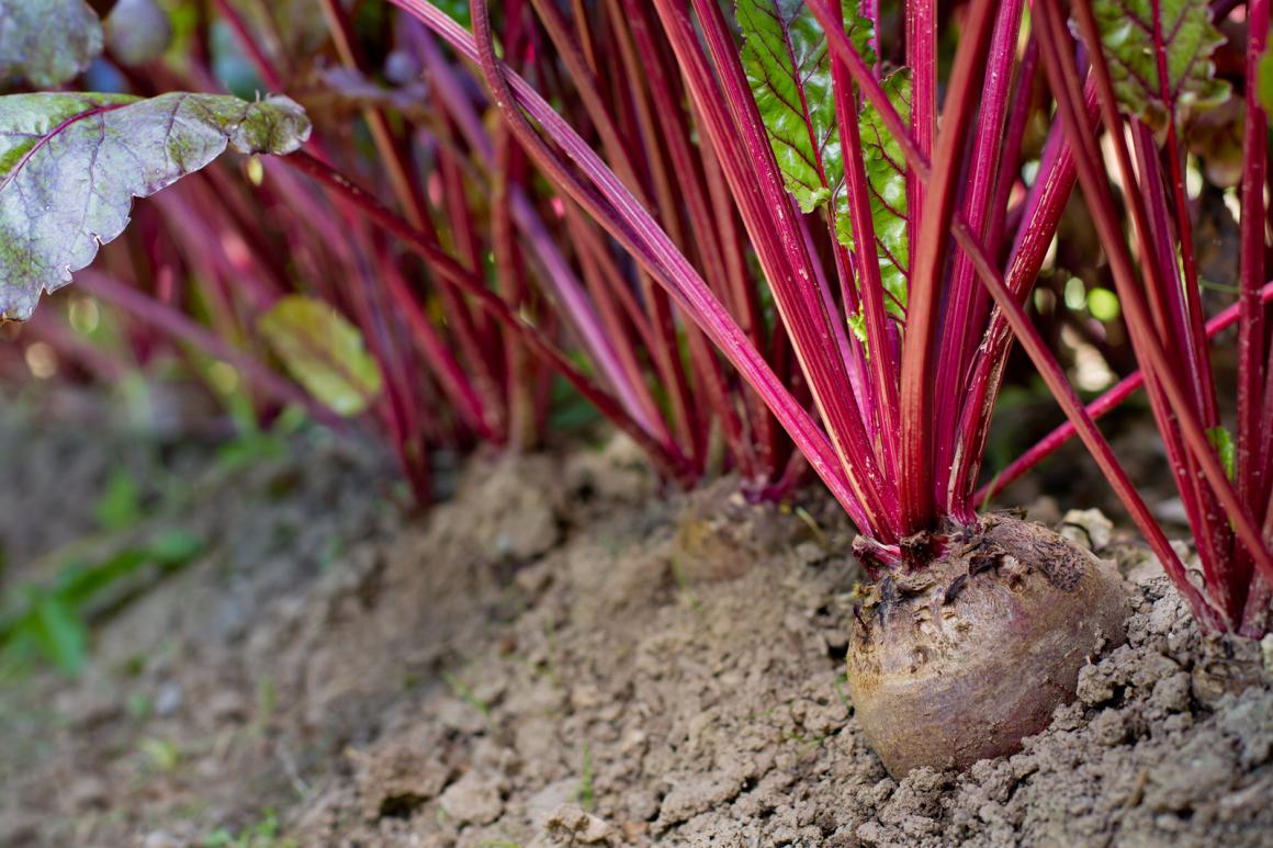 Mein Gemüsegarten: Randen