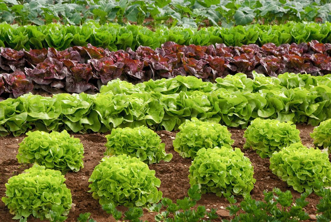 Mein Gemüsegarten: Kopfsalat