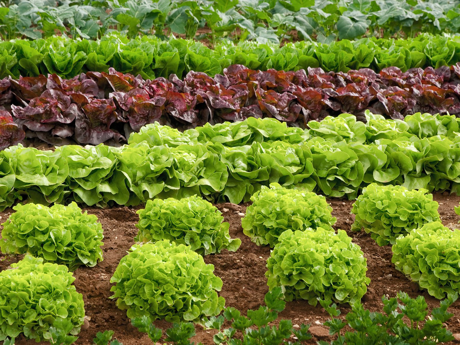 grünen spargel düngen Grüner-Spargel-Dünger — Silberkraft main image 1