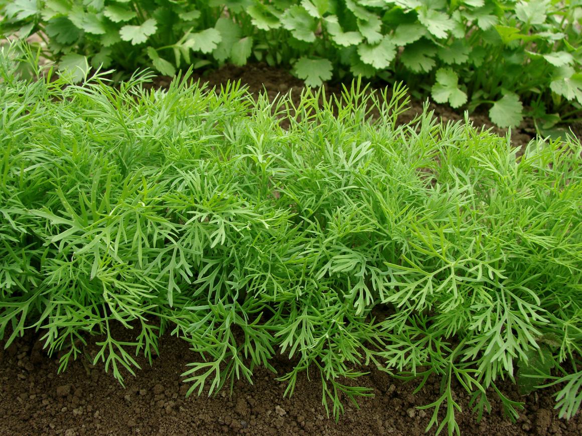 Dill 