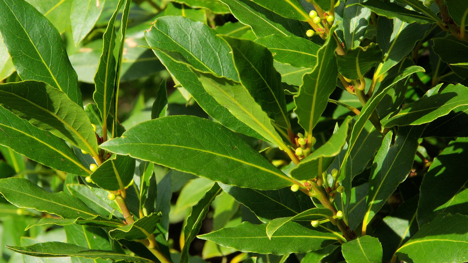 Lorbeer im Krutergarten