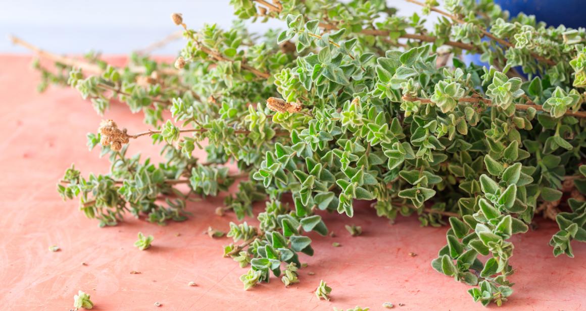 Oregano
