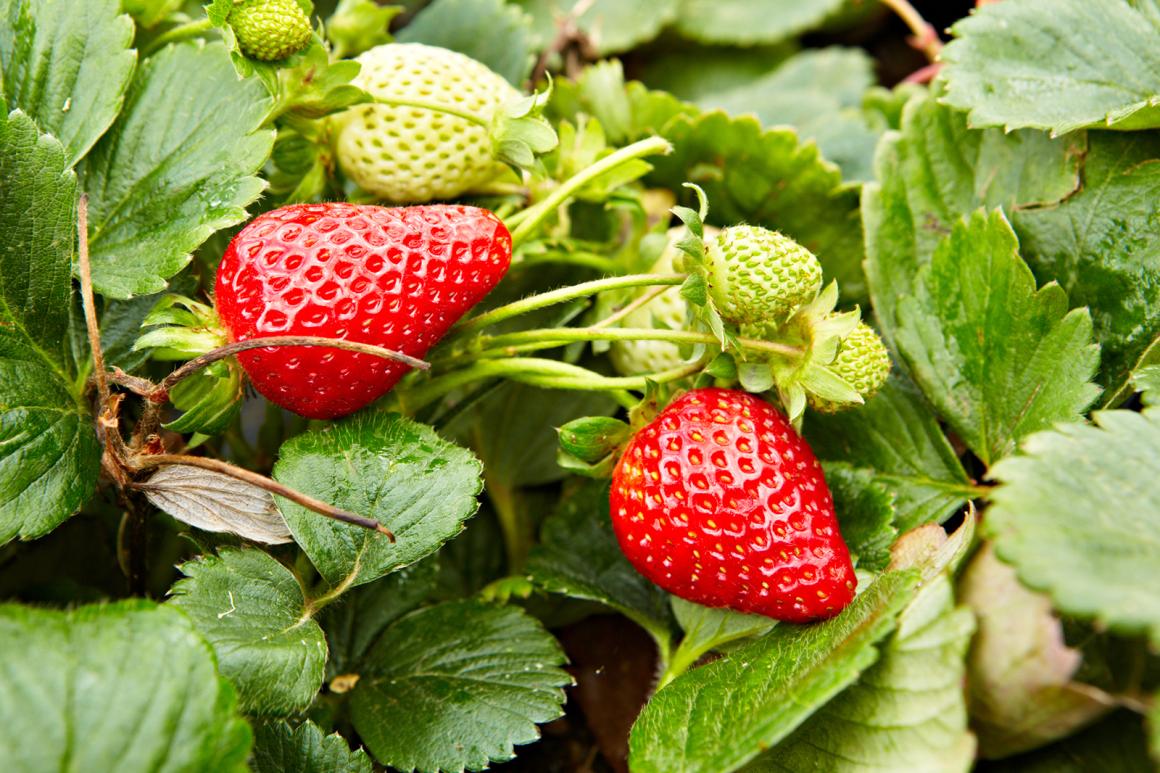 Erdbeeren