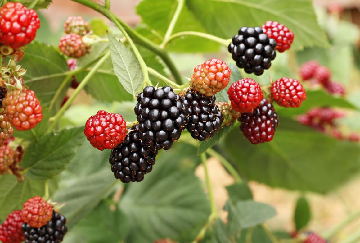 Brombeeren pflanzen