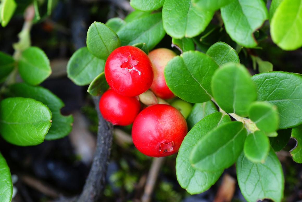 Preiselbeeren