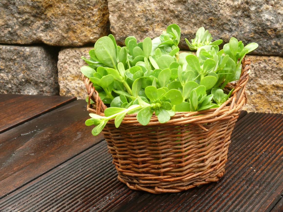 Portulak aromatischer Frühlingsbote
