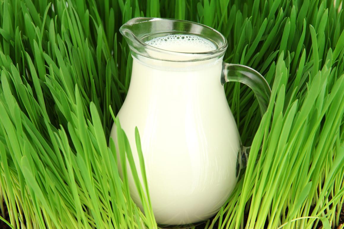 Ziegenmilch ein Revival! 