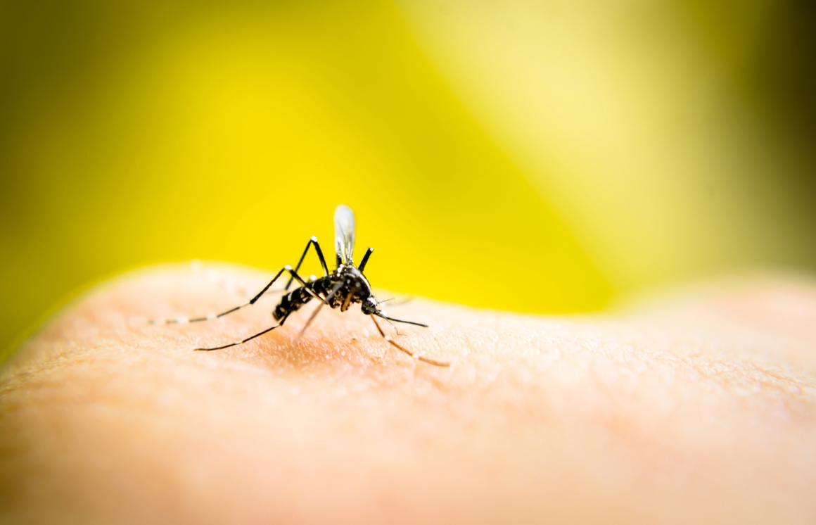 Hausmittel gegen Insektenstiche