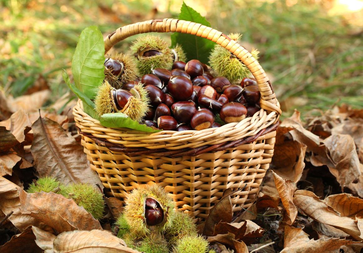 Herbst & Marroni, welch ein Genuss
