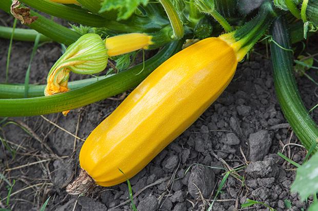 Mein Gemüsegarten: Zucchetti