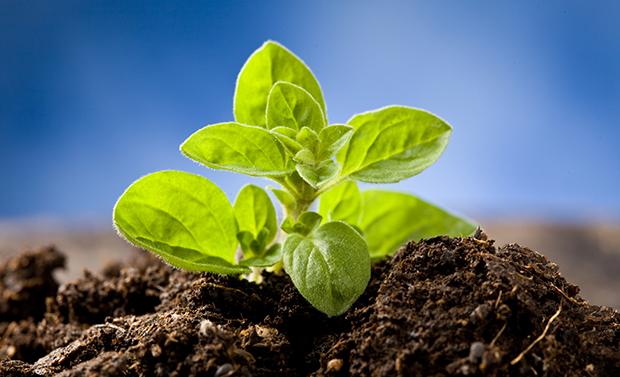 Oregano