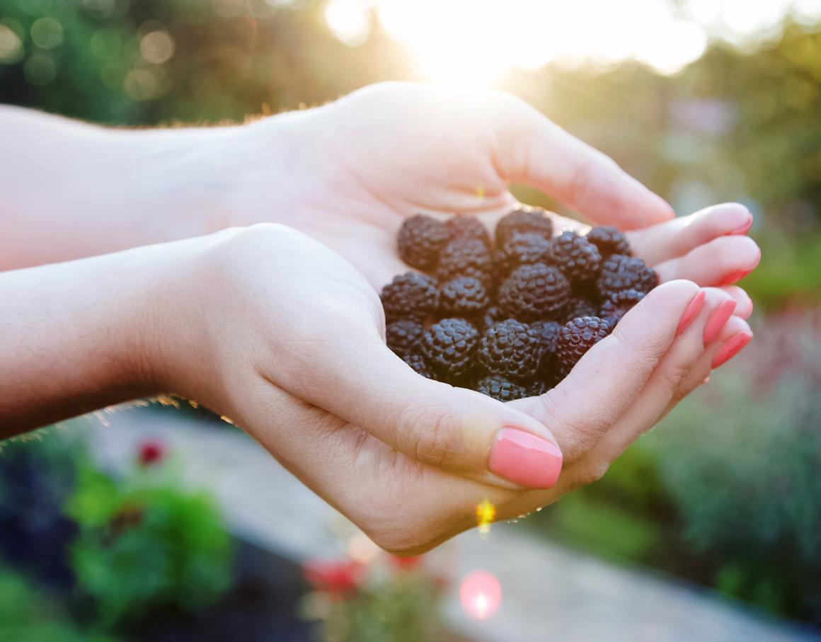 Corinna sagt: Brombeeren aus der Schatzkammer Wald