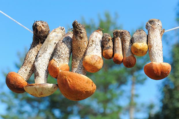 Pilze haltbar machen