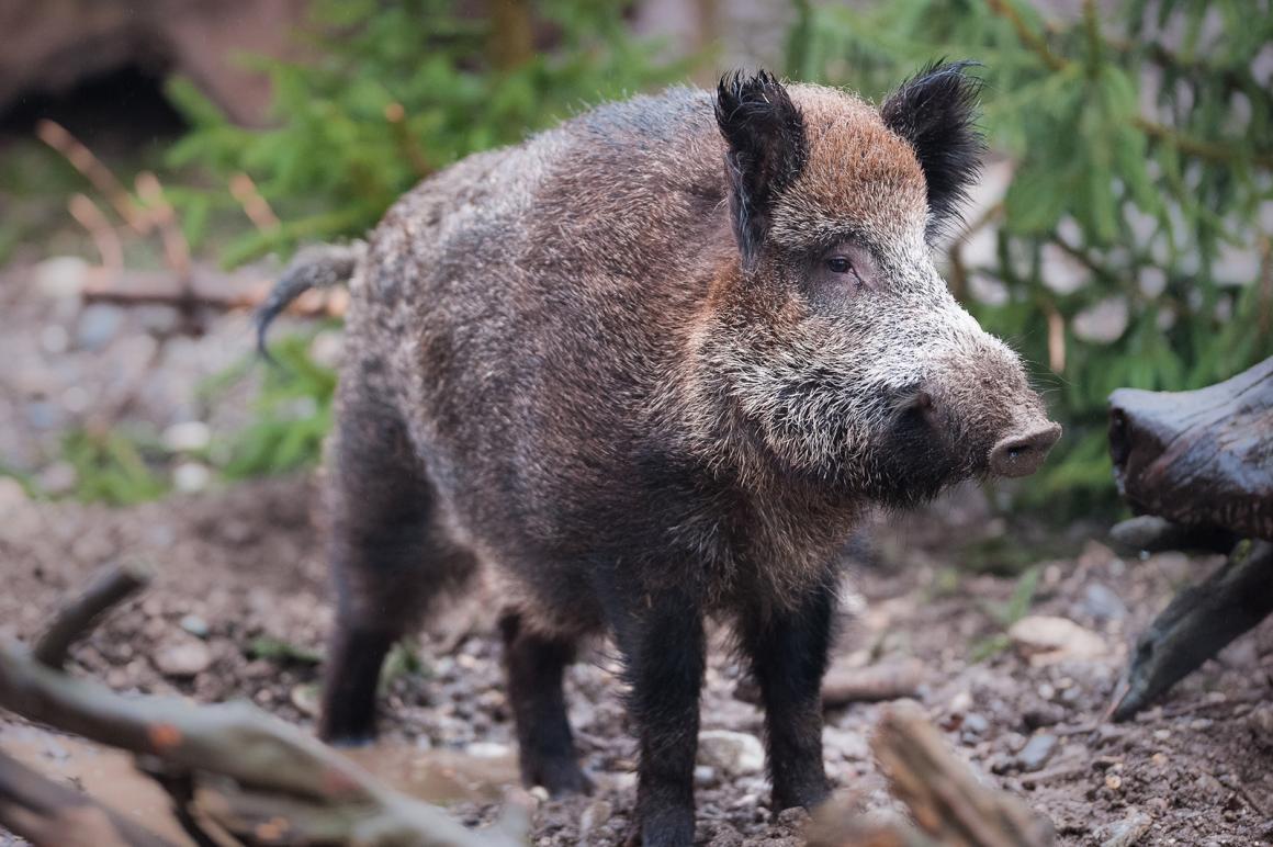 Wildschwein richtig zubereiten