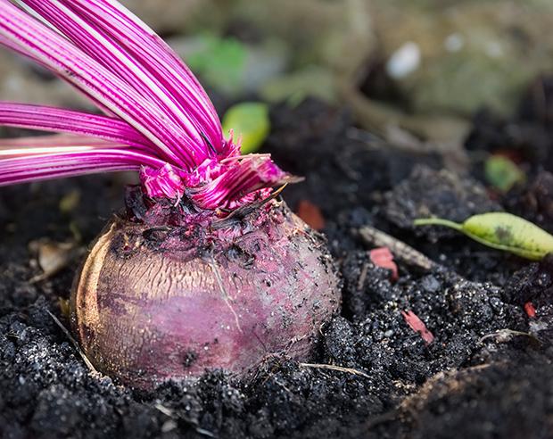 Mein Gemüsegarten: Randen