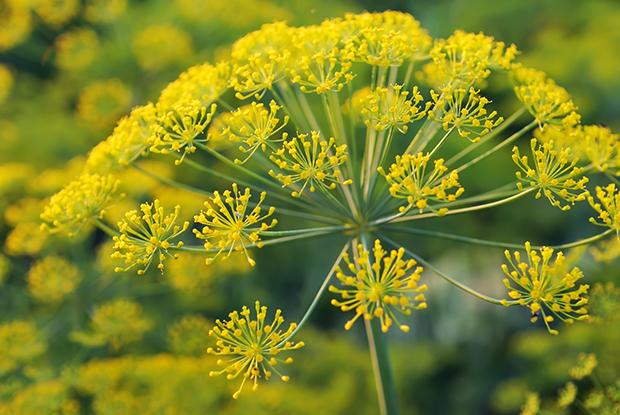 Dill 