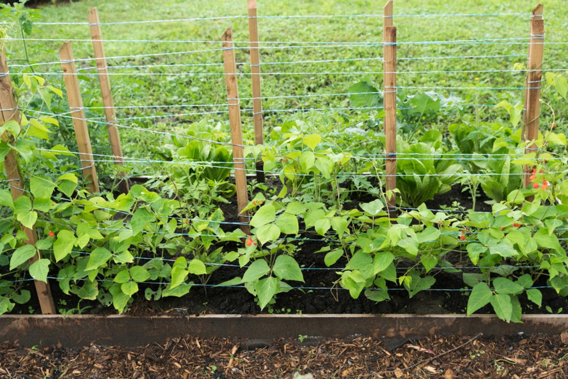 Mein Gemüsegarten: Bohnen