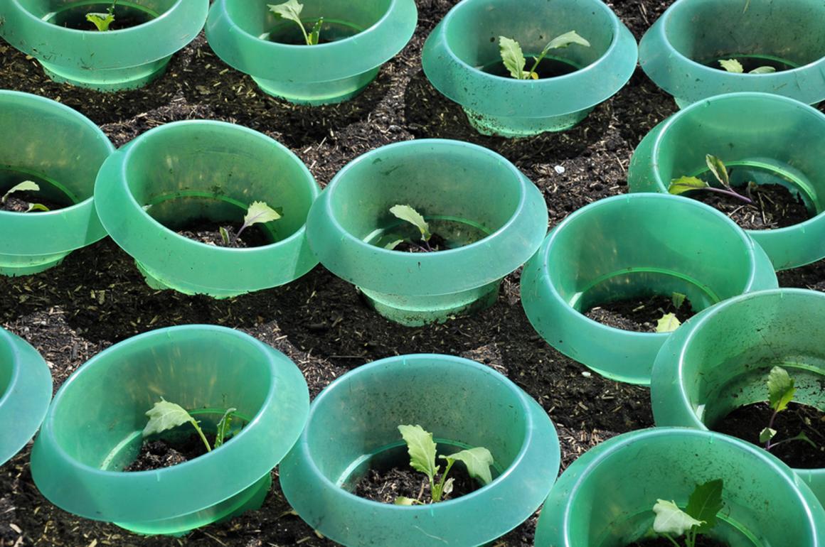 Mein Gemüsegarten: Kohlrabi
