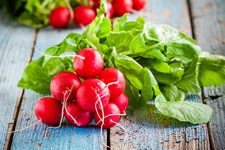 Radieschen, vitaminreich und gesund