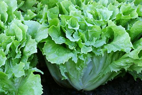 Endiviensalat