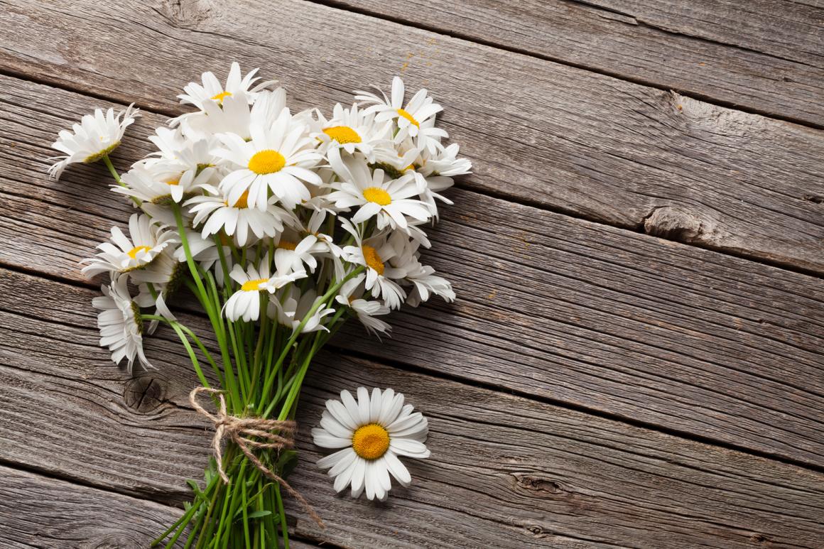 Gänseblümchen in der Küche
