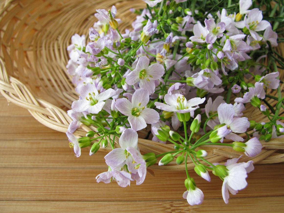 Wiesenschaumkraut