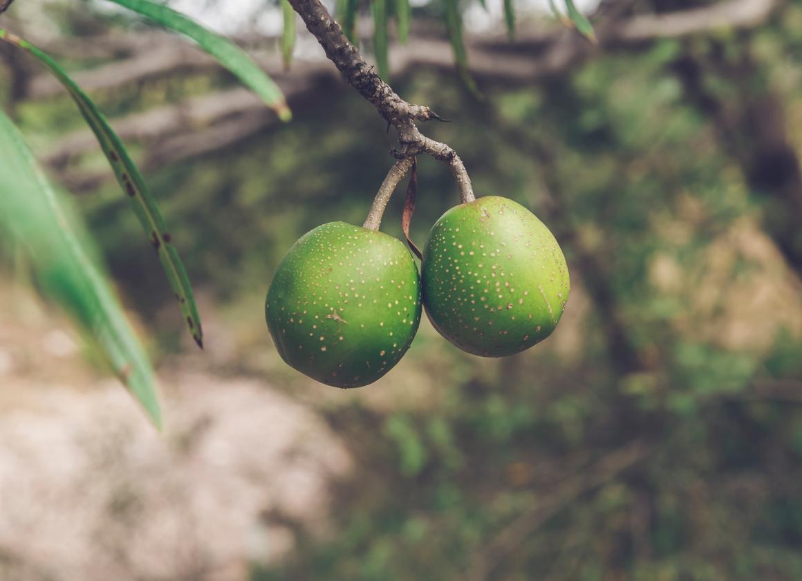 Die Schwarze Sapote - Schokolade zum Löffeln