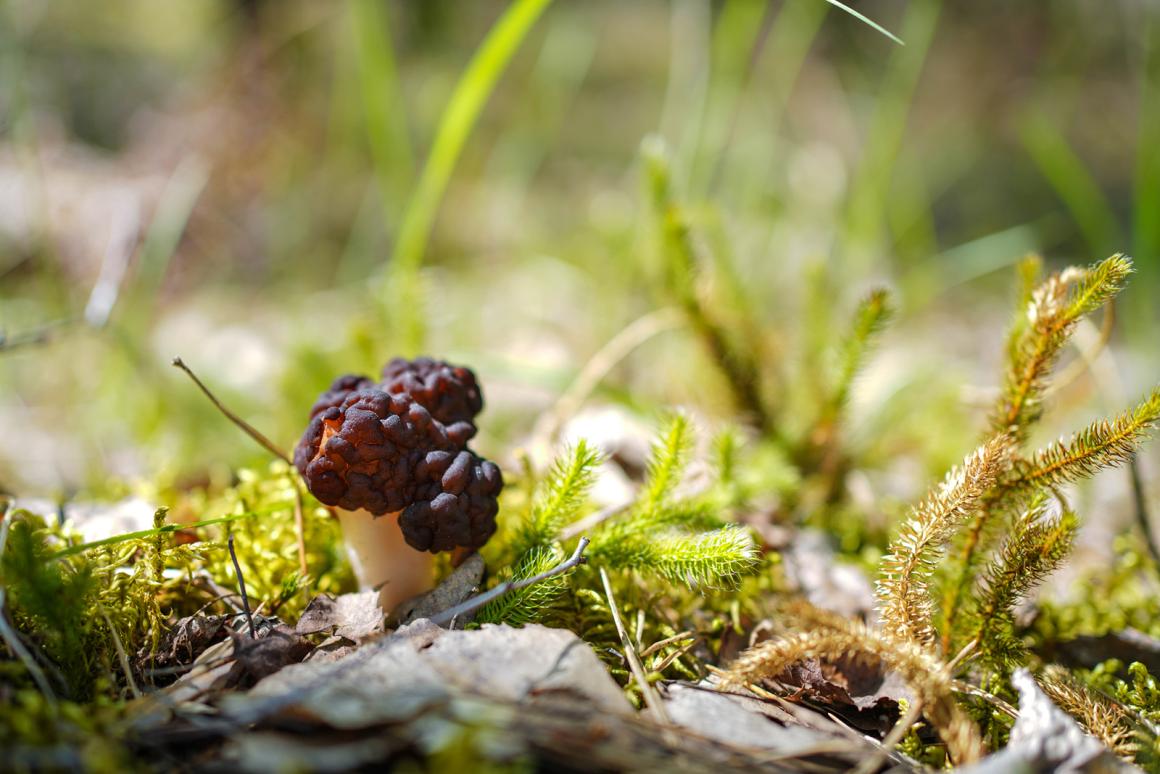 Frühlings-Waldschätze in der Küche