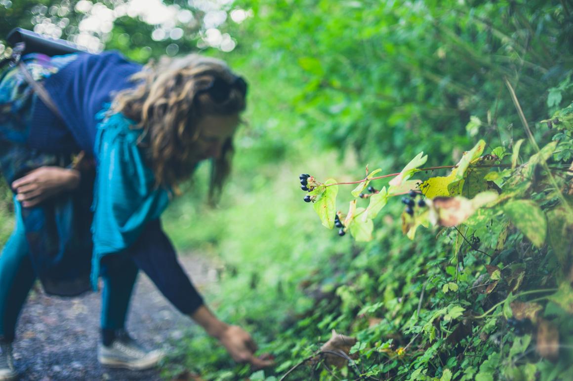 Sommer-Waldschätze in der Küche
