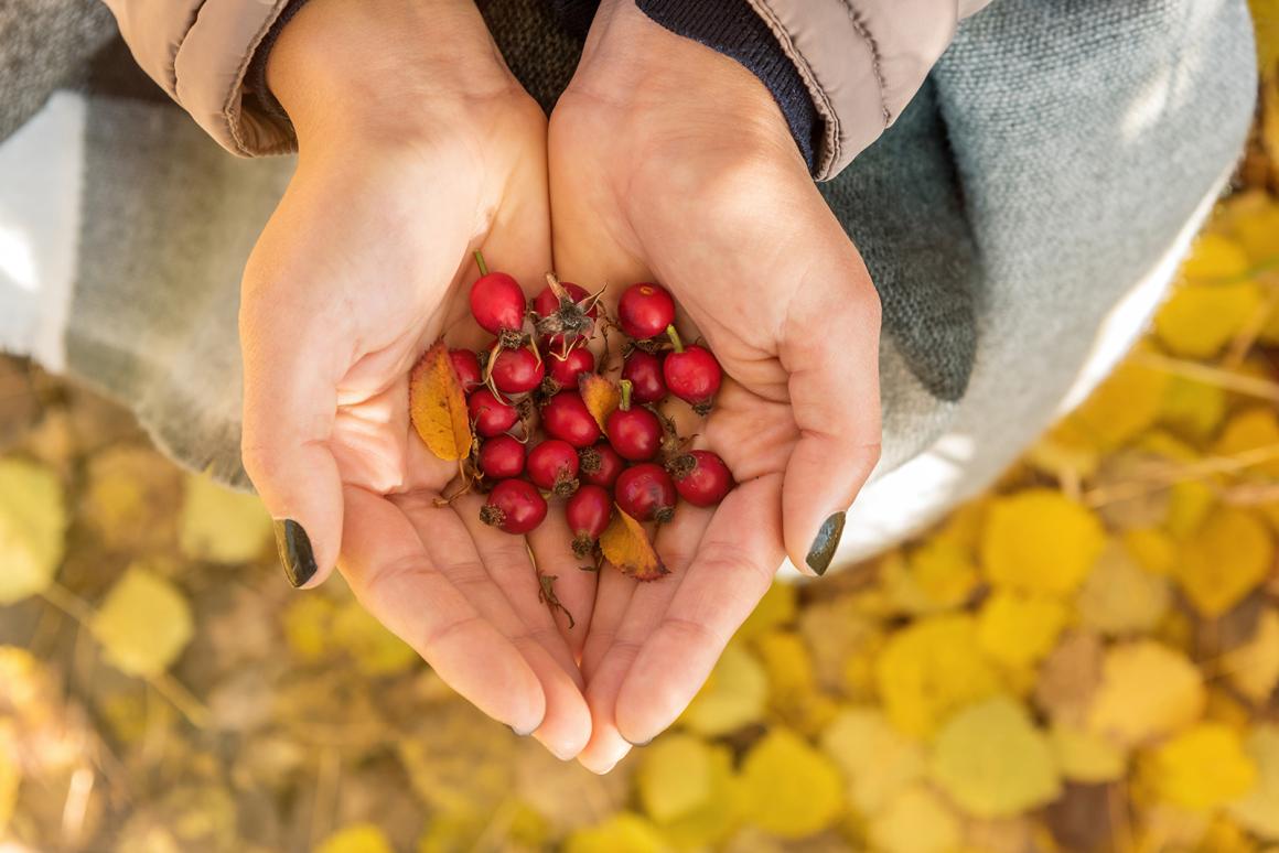 Herbst-Waldschätze in der Küche