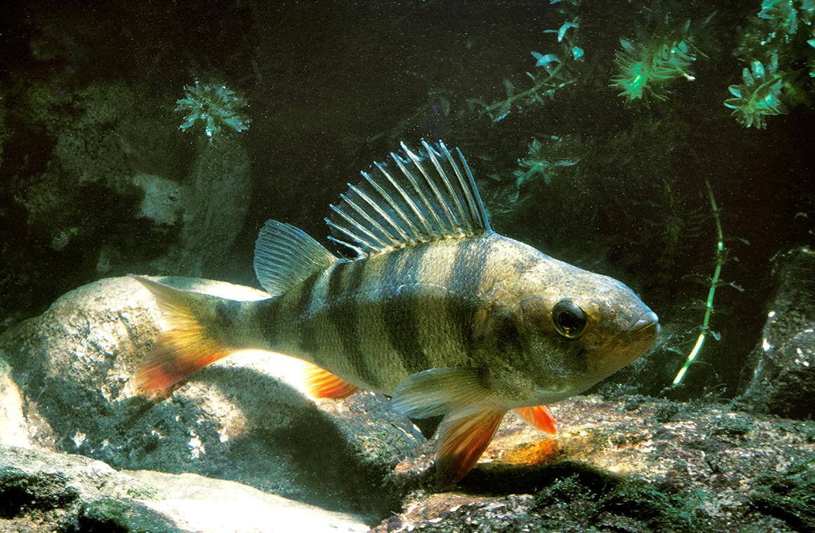Egli