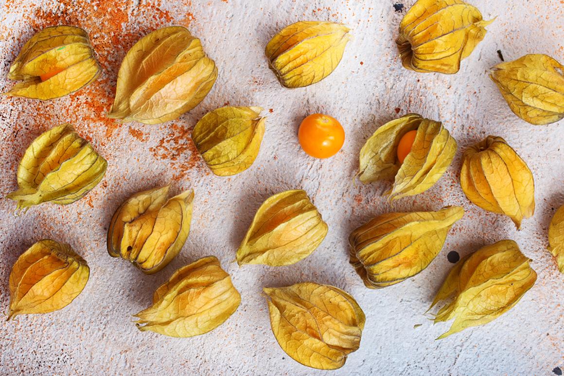 Physalis