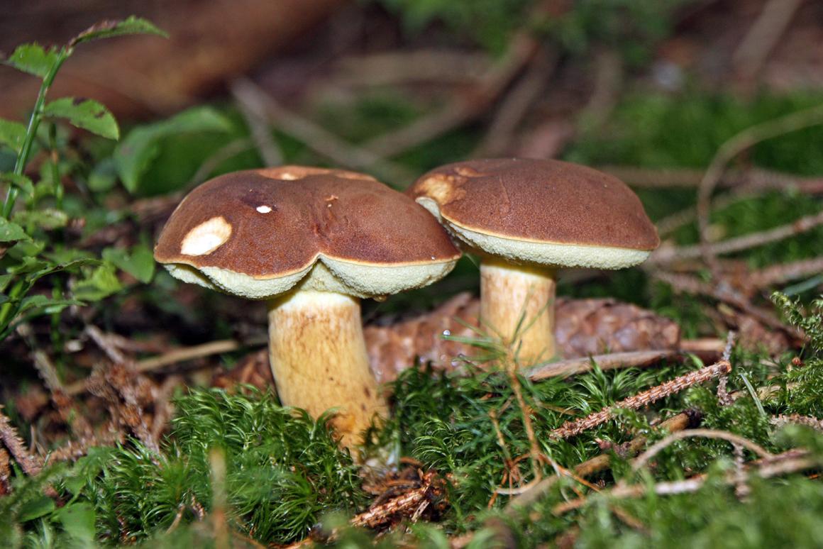 Maronenröhrling