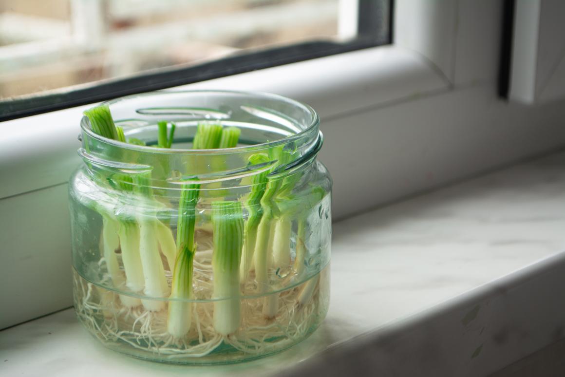 Regrowing Lauchgewächse