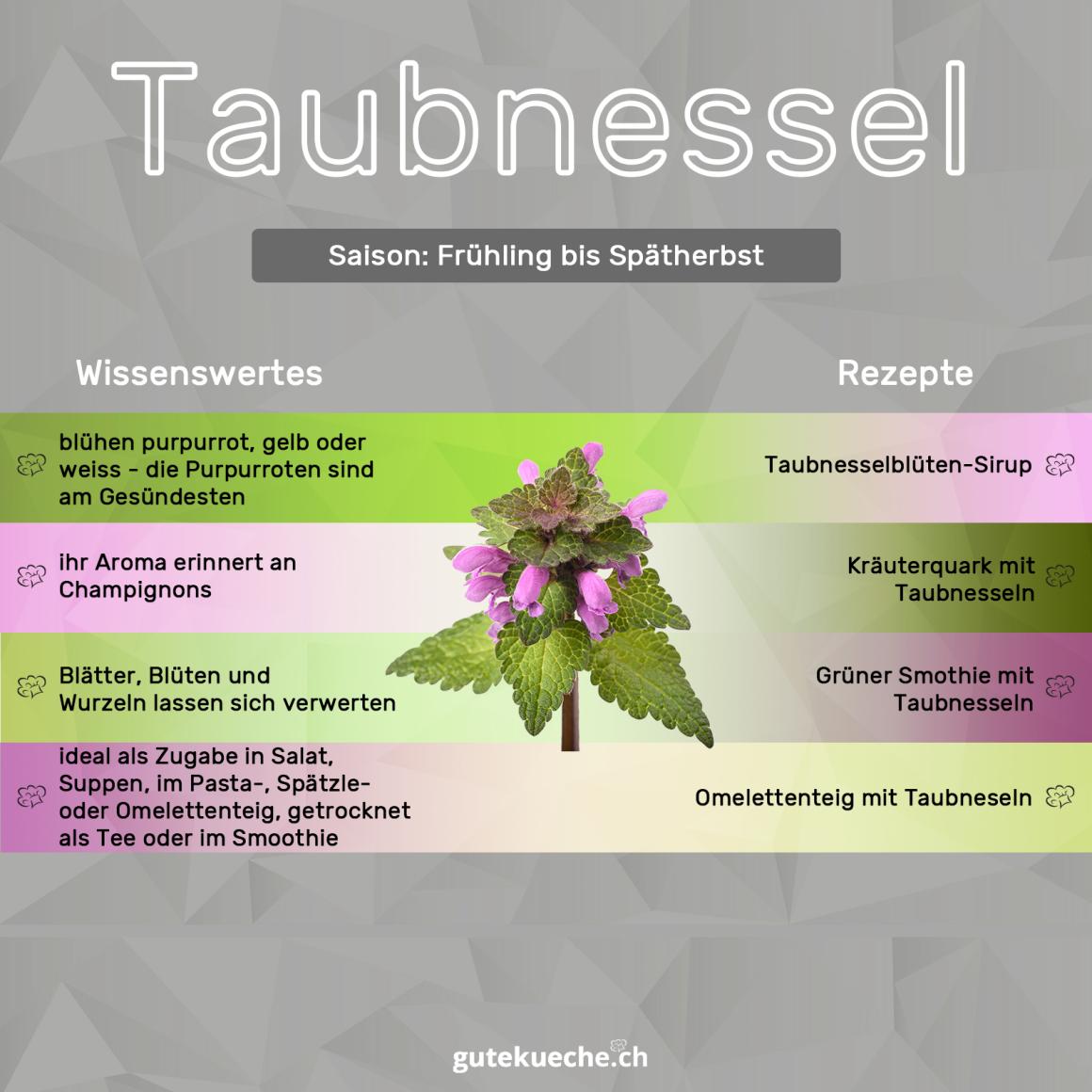 Taubnessel