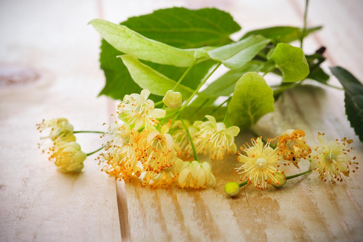 Lindenblüte in der Küche