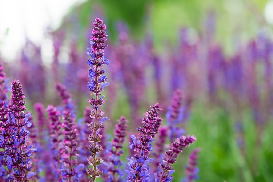 Wiesensalbei