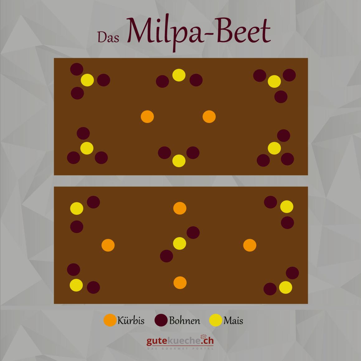 Milpa-Beet