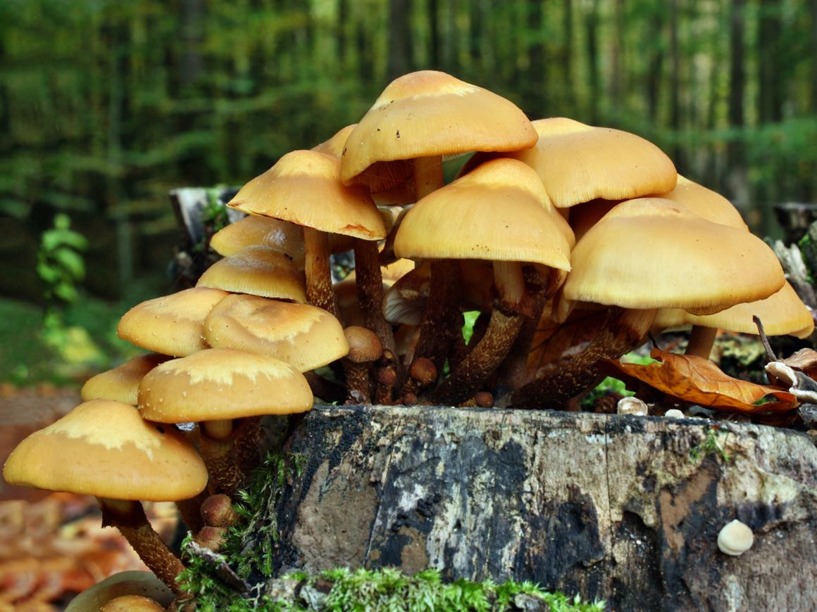 Stockschwämmchen