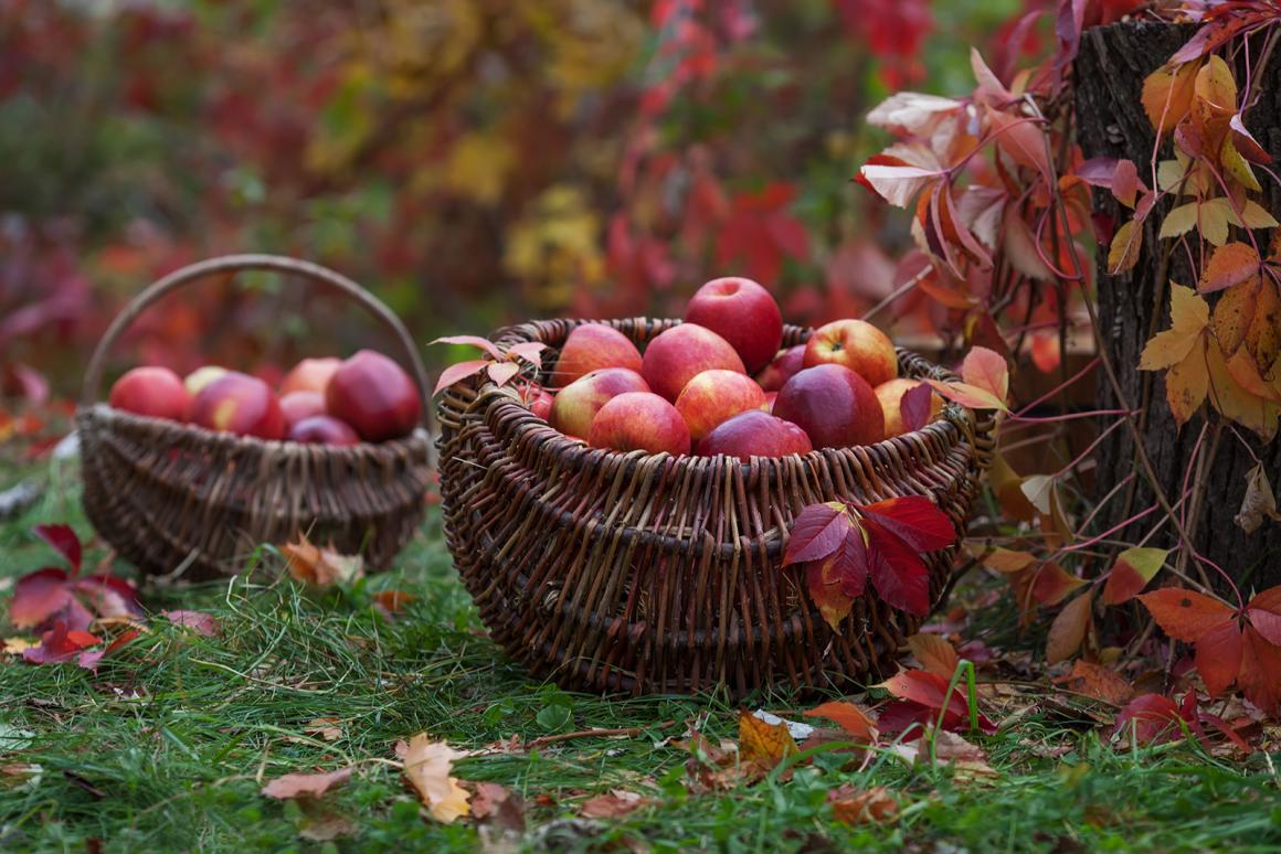 Phänologischer Kalender – Herbst 