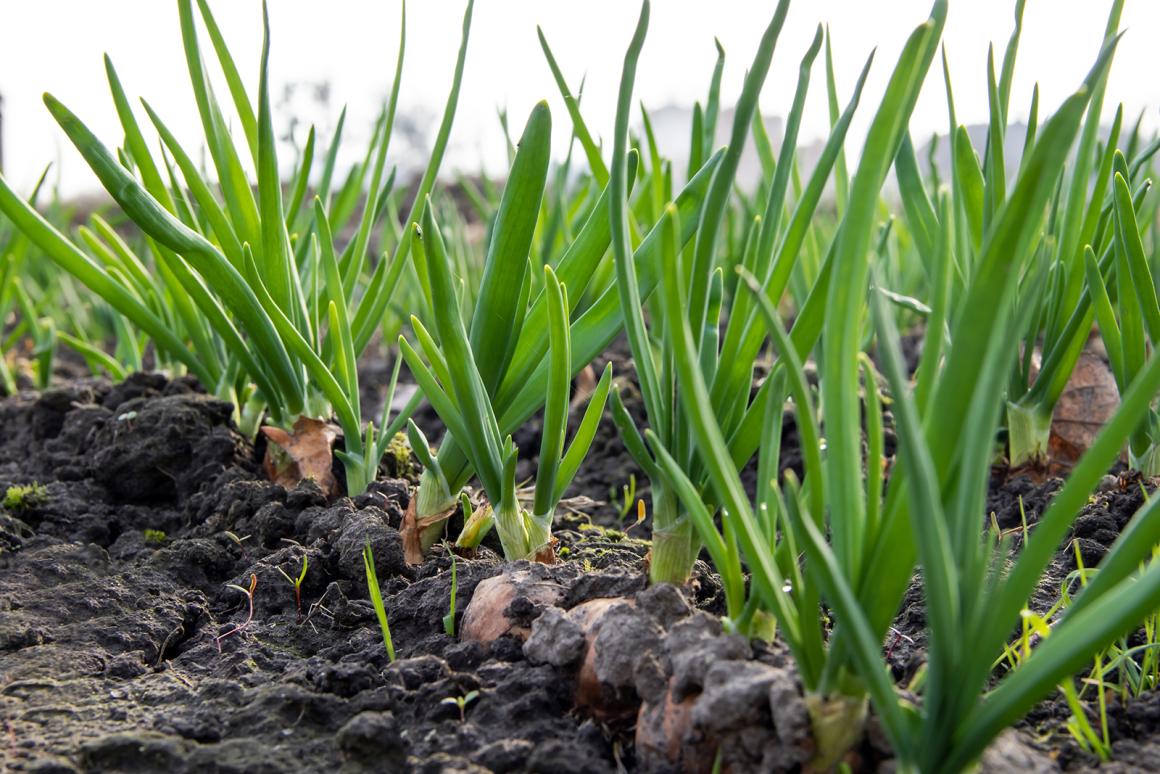 Mein Gemüsegarten: Frühlingszwiebeln