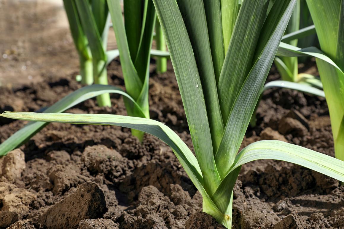 Mein Gemüsegarten: Lauch