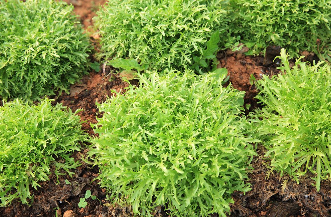 Mein Gemüsegarten: Rucola