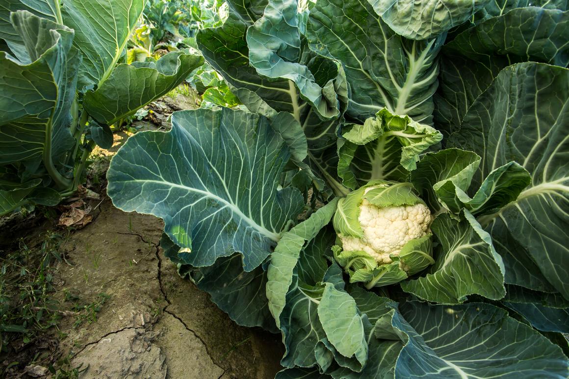 Mein Gemüsegarten: Blumenkohl