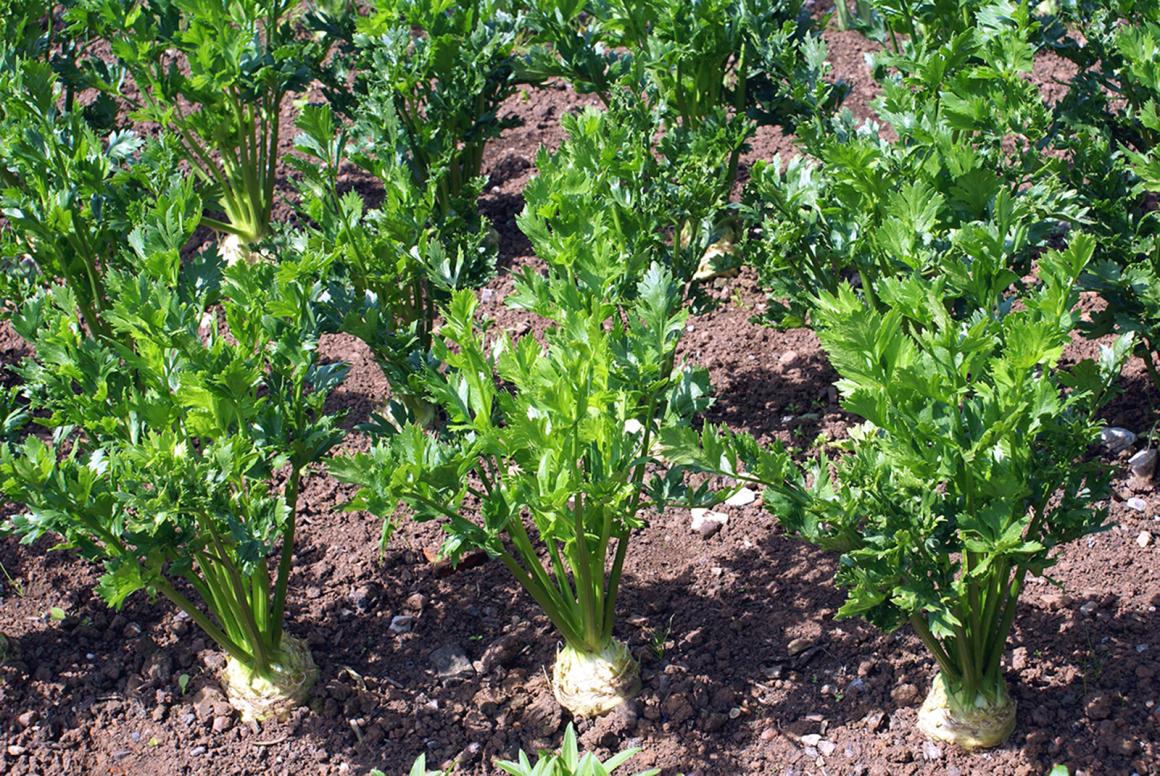 Mein Gemüsegarten: Knollensellerie