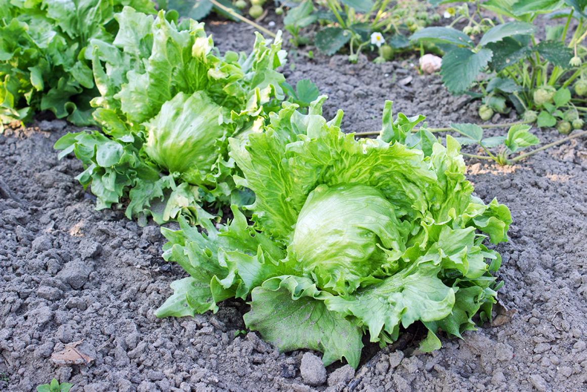 Mein Gemüsegarten: Eisbergsalat