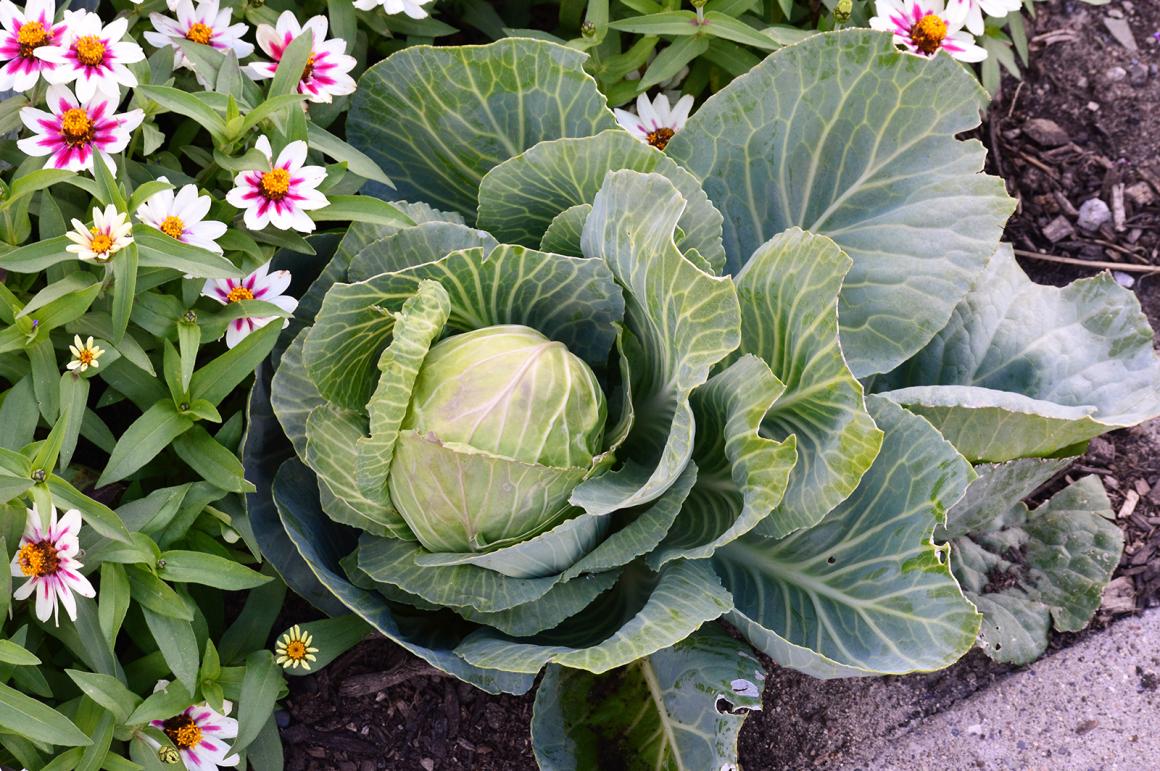Mein Gemüsegarten: Weisskabis