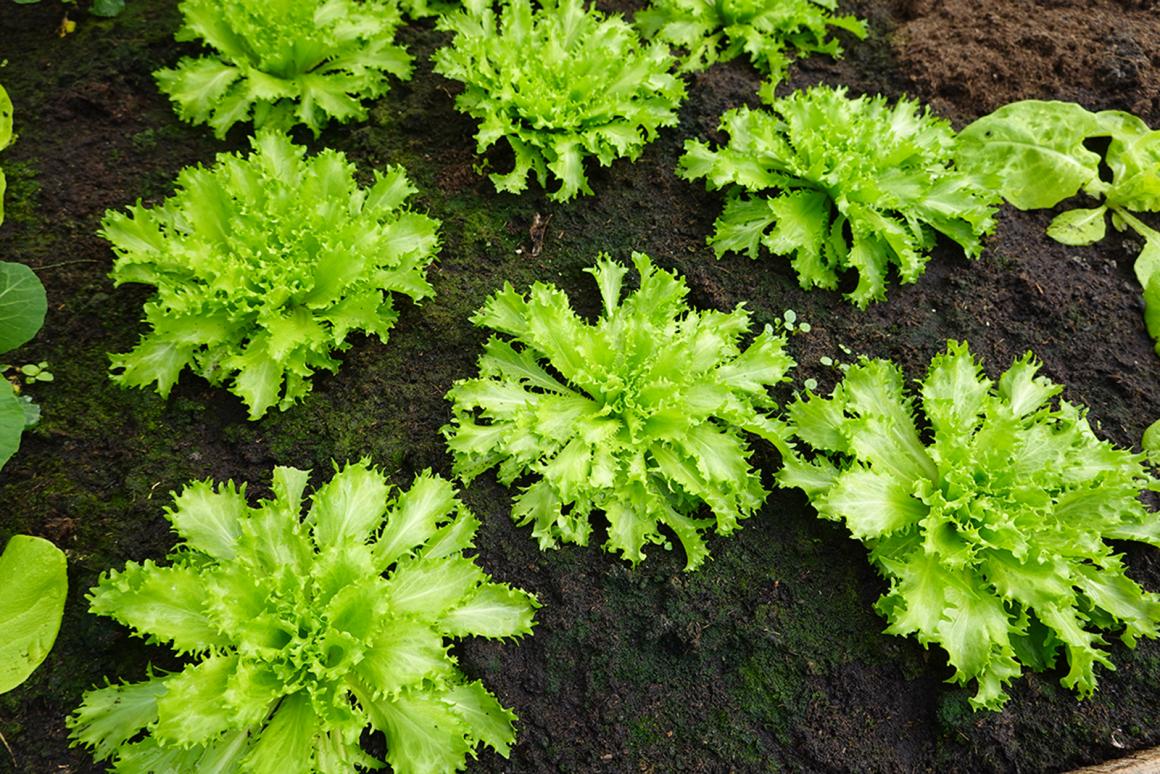 Mein Gemüsegarten: Endiviensalat