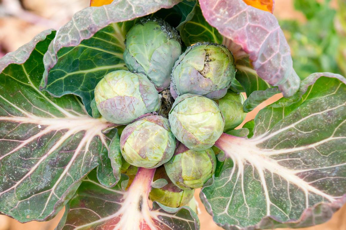 Mein Gemüsegarten: Rosenkohl